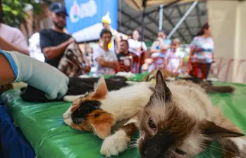 Autoridades investigan lo ocurrido durante la jornada de esterilización de mascotas hecha por una institución académica en Puerto Berrío, que cobró la vida de siete felinos. FOTO: ARCHIVO - MANUEL SALDARRIAGA