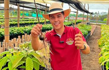Juan Camilo Builes impulsa la propagación del limón caviar, un cultivo con potencial para llegar a los mercados. FOTO cortesía Vivero Germinar