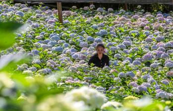 Antioquia concentra el 98,5% del valor de las exportaciones colombianas de hortensias, con más de US$69 millones durante el primer semestre de 2026. FOTO JUAN ANTONIO SÁNCHEZ