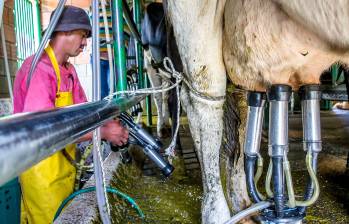 La sequía amenaza la producción de leche en varias regiones de Colombia, mientras el precio al productor aumenta y la industria enfrenta mayores retos para sostener sus márgenes. FOTO Juan Antonio Sánchez