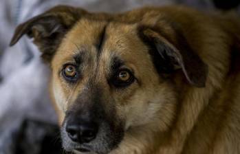 La iniciativa busca controlar una población de cuatro millones de perros callejeros en toda Turquía. FOTO: EL COLOMBIANO
