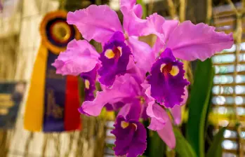 Este es la Cattleya warscewiczii, una de las especies más bellas y queridas en Antioquia y el país. FOTO: JUAN ANTONIO SÁNCHEZ