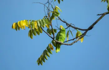 Las aves más afectadas son las guacamayas, loros, pericos, lechuzas, búhos, mirlas, torcazas y garzas. FOTO: Andrés Camilo Suárez