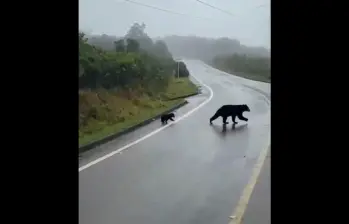 Una osa andina pasó con su osezno por una carretera en Cundinamarca. FOTO CAPTURA DE VIDEO