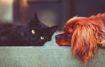 Lograr que un perro y un gato se tolere puede tardar semanas e incluso meses si no se ha hecho una socialización entre ambas especies desde una edad temprana. Foto: Pixabay. 