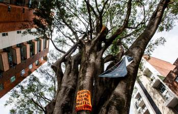 El enorme árbol de 60 años es tan grande como uno de los edificios del barrio. FOTO: Julio C. Herrera.