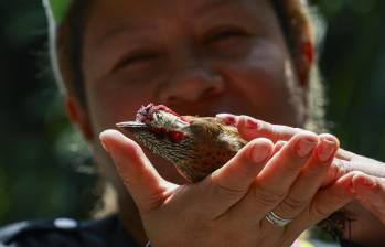 Una de las personas invidentes palpa el cuerpo de una de las aves para poder conocerla por medio del tacto. Foto: Manuel Saldarriaga Quintero