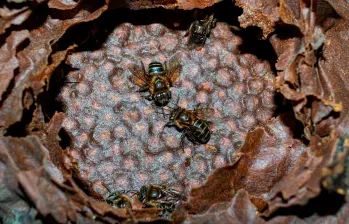 Hallazgo productivo: detectaron una nueva especie de abeja sin aguijón en zona rural de Medellín