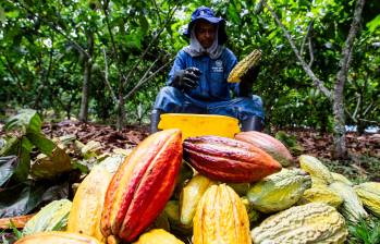 La cara agria del negocio más dulce: precio del chocolate se disparó más del 60% en Colombia 