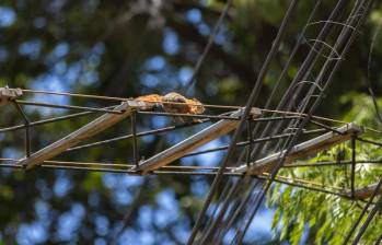 Imagen de referencia de un animal pasando sobre un paso de fauna.Foto: Andrés Camilo Suárez