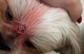 La perrita sufrió fuertes lesiones y a pesar del esfuerzo de los médicos veterinarios no pudieron salvarle la vida. FOTO: IMAGEN TOMADA DE REDES