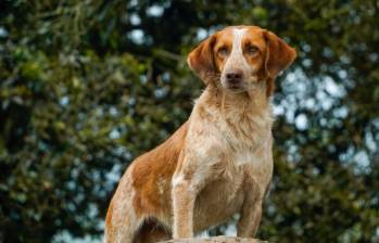 Cada perro adoptado trae consigo una historia particular y necesita tiempo para adaptarse a su nuevo entorno. FOTO cortesía