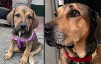 La perrita criolla llegó desde que estaba cachorra y ha acompañado durante más de siete años a los uniformados de la Estación de Policía de La Candelaria, en el centro de Medellín.