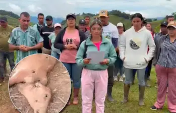 Las esquirlas de los recientes bombardeos en Amalfi acabaron con la vida de decenas de vacas y reses que eran la fuente de sustento de algunos de los campesinos. Foto: tomadas de videos en redes sociales.