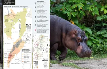 Sin cacería, ¿cómo se va a controlar la expansión de los hipopótamos del Magdalena Medio?