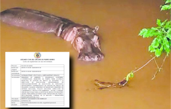 Este ejemplar ronda la desembocadura del río Nare, corredor navegable que usan pescadores y transportes escolares. Foto: Cortesía