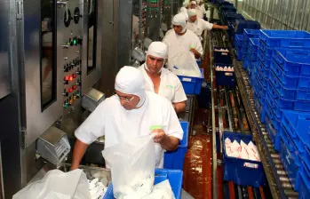 Colanta recolectó el año pasado 866,8 millones de litros de leche, con un incremento del 4,2% frente al año anterior. FOTO EL COLOMBIANO