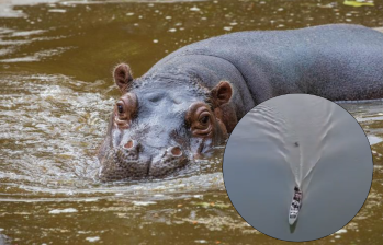 En el video, se ve como la embarcación intenta evadir al hipopótamo y al final termina cruzando justo sobre el animal. Fotos: EL COLOMBIANO y captura del video.
