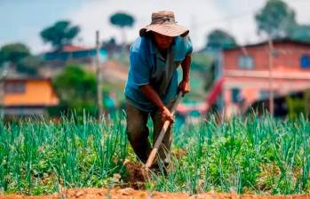 Los campesinos tienen en Cahenche cultivos de maíz, plátano y yuca, así como la producción de pollos de engorde. Imagen de referencia. FOTO MANUEL SALDARRIAGA