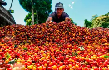 El café creció 31% en los primeros tres meses del año. FOTO EL COLOMBIANO. 