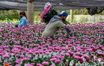 El Día de la Madre dispara exportaciones de flores colombianas: un éxito para la economía nacional. FOTO: Archivo