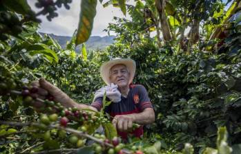 La cosecha cafetera alcanza cifras históricas, gracias al arduo trabajo de los caficultores colombianos. FOTO: El Colombiano.