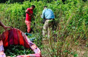 La semana pasada, el presidente Petro anunció la compra estatal de cosecha de coca. “Si no cambiamos los métodos, no cambiamos”, dijo. FOTO: MANUEL SALDARRIAGA