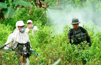 En 2023, durante el primer año de Petro, se alcanzó el máximo histórico de 253.000 hectáreas, contexto en el que EE. UU. decidió descertificar a Colombia. FOTO: COLPRENSA