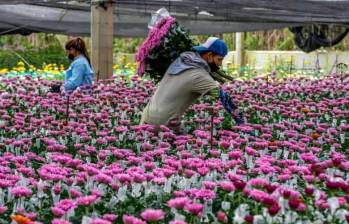 La demanda internacional de flores sigue siendo fuerte, y los precios de los insumos han disminuido. Sin embargo, la tasa de cambio y el costo de la mano de obra impactan las exportaciones. FOTO: Archivo.