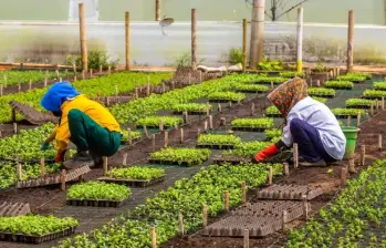 La ANT aumentó su presupuesto ocho veces y multiplicó la contratación, pero los datos oficiales muestran una ejecución muy por debajo de las metas de la reforma agraria. Foto: Camilo Suárez