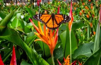 En los experimentos, las polillas evitaron depositar sus huevos en plantas que reproducían los sonidos ultrasónicos de estrés, incluso cuando ambas lucían igual de sanas. FOTO Julio César Herrera 