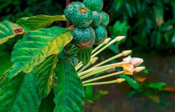Una planta de jagua, que tiene múltiples usos medicinales en Colombia. Foto: SStock. 