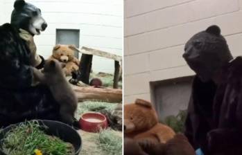 Los especialistas de California cuidan a un joven osezno negro de tan solo 2 meses vestidos con máscaras y trajes de oso. FOTO: Sociedad Protectora de Animales de San Diego