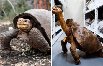 Encontraron tortuga Fernanda en isla Galápagos que se creía extinta hace 100 años. Fotos: Academia de Ciencias de California y Galapagos Conservancy