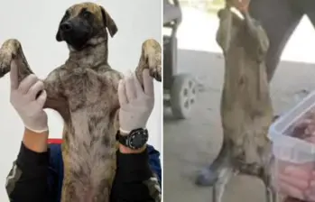 Las evaluaciones médicas al perrito víctima de un brutal maltrato en Bolívar, explicaron cómo el animal logró sobrevivir a los fuertes golpes. FOTO: GOBERNACIÓN DE ANTIOQUIA