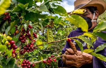 La Federación Nacional de Cafeteros destapó el plan de industrialización del sector. FOTO: Juan Antonio Sánchez