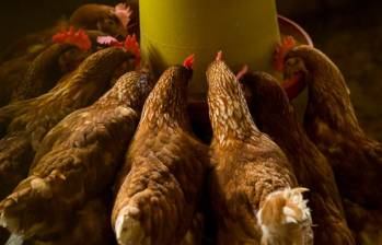 Según Fenavi, en Colombia se consumen 1,8 millones de toneladas de pollo al año. FOTO JAIME PÉREZ