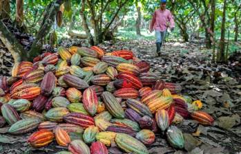 Actualmente, más de 60.000 hogares cacaocultores, ubicados en 560 municipios del país, cultivan cerca de 190.000 hectáreas que producen, a nivel nacional, un promedio de 62.000 toneladas al año. Foto: Juan Antonio Sánchez