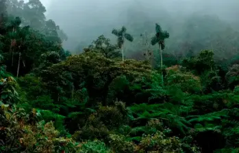 Los bosques tropicales almacenan gran parte del carbono del planeta y son esenciales para la regulación del clima, la biodiversidad y la supervivencia de millones de especies y comunidades humanas. FOTO cortesía Global Forest Watch