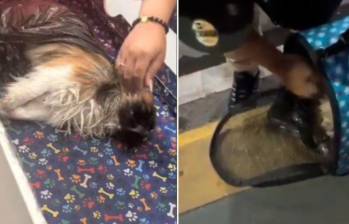 El perrito fue obligado a ser transportado en la bodega del vehículo y habría sufrido un golpe de calor. El animal lamentablemente murió. FOTO: Captura de video