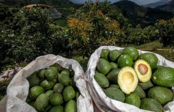 El aguacate Hass, por ejemplo, aumentó sus ventas un 28%, pasando de 85 millones de dólares en 2023 a 109 millones en 2024. FOTO: Archivo.