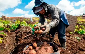 Se desembolsaron más de $73.000 millones para emprendedores y productores con estas líneas de crédito. FOTO: MANUEL SALDARRIAGA
