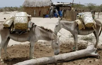 En promedio, cada 30 minutos un animal pierde la vida o sufre heridas graves debido a acciones de grupos armados. Foto: Archivo Donaldo Zuluaga