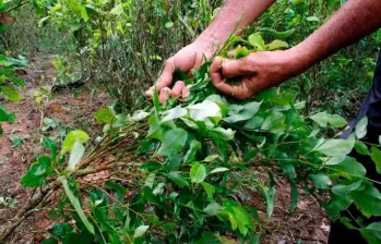 El más reciente informe de Naciones Unidas alertó que en 2023 las hectáreas sembradas de coca alcanzaron las 253.000, lo que representa un aumento del 10 %. FOTO: MANUEL SALDARRIAGA-REFERENCIA