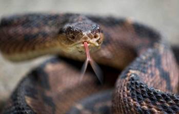 Las mordeduras de serpientes se conocen médicamente como accidentes ofídicos. FOTO ARCHIVO