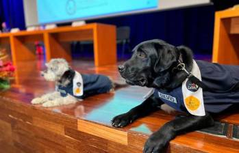 El consenso logrado permitió que ocho nuevos artículos se incluyeran en la reforma, entre los que destaca esta medida sobre mascotas. FOTO: El Colombiano.