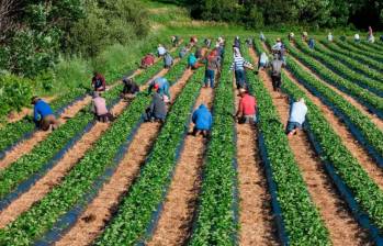 Alrededor del 42% de los trabajadores agrícolas no tienen autorización para trabajar en Estados Unidos. Foto: Getty Images