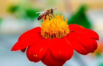 El Festival de las Abejas se celebrará este sábado en el Jardín Botánico con entrada libre, una programación educativa y un mercado de productos derivados de la colmena. FOTOS Juan Antonio Sánchez
