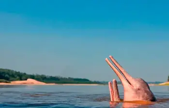 Sabiduría Salvaje, el concurso de WWF Colombia y Smurfit Westrock, busca inspirar a los jóvenes a conocer y proteger la biodiversidad del país. FOTO Getty