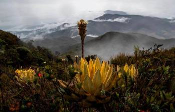 El Páramo de Sonsón toca jurisdicción de once municipios; cuatro de Antioquia y siete en Caldas. FOTO: EL COLOMBIANO